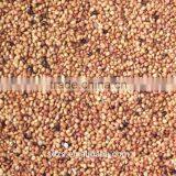 Sorghum Price Can be Very Competitive thumbnail-2