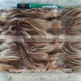 Frozen Squid Tentacle thumbnail-3