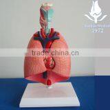Larynx, Trachea, Bronchus and Segmental Bronchi Model Quality Choice thumbnail-1