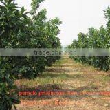 Zhangpu Yicai Fruit & Vegetable Co., Ltd. company overview - view 2 thumbnail
