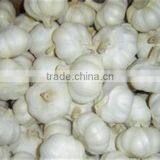 Sell For Ecuador Size 5.0cm Garlic thumbnail-5