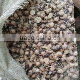 Frozen Illex Squid Beak thumbnail-1