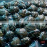 Vacuum Clams thumbnail-1