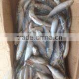 NEW FISH FROZEN SARDINE SEAFOOD FOR SALE thumbnail-6