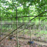 Bauhinia Blakeana Hong Kong Orchid Tree thumbnail-4