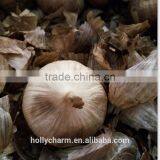 Korean Hot Sale Solo Black Garlic in Selling thumbnail-3