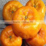 Mandarin Orange Import Export Malaysia thumbnail-1