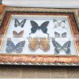 Butterfly in Wooden Frame for Collection and Gifts thumbnail-2