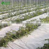 Agricultural Greenhouse Eggplant Hydroponics and Coconut Cultivation Equipment/Hydroponics Growing Systems /Hydroponic Trays thumbnail-6