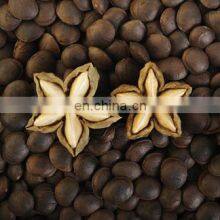 100% Organic Sacha Inchi Wholesale/Supply SACHA INCHI From VIETNAM With Good Price thumbnail-5