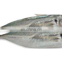 Frozen Small Eye Horse Mackerel Fish Decapterus Maruadsi thumbnail-4