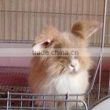 Factory Supply Feed Additive With Compound Bacteria for Fur Animal thumbnail-3