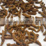 TURMERIC FINGER DRIED Indonesia Origin thumbnail-1