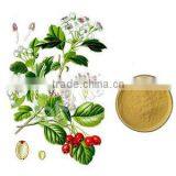 Manufacturer Supply Hawthorn Berry Leaf Extract