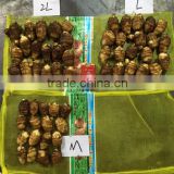 2016 new crop fresh taro root