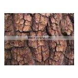 Pine Bark P.E. thumbnail-1