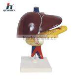 Human Liver Pancreas And Duodenum