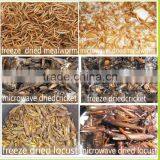 Organic Bird Food Dried Crickets // Dried Mealworms // Grasshopper thumbnail-1
