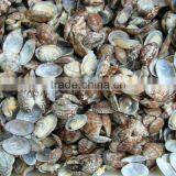 High Frozen Vacuum Packed Short Necked Clam thumbnail-6