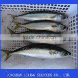 Frozen Pacific Blue Mackerel