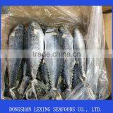 High Quality Frozen Spanish Mackerel Fish thumbnail-3
