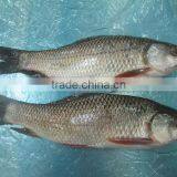 Frozen Rohu thumbnail-4