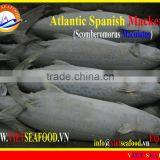 FROZEN ATLANTIC SPANISH MACKEREL WHOLE ROUND thumbnail-6