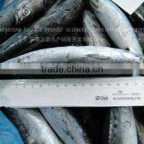 150-200G 19CM+ Frozen Whole Bonito/Skipjack Fish thumbnail-1