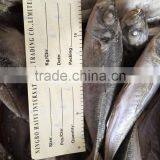 2016 New Landing Sea Frozen Horse Mackerel 20cm+ thumbnail-2