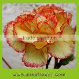 Reasonable Price Hot Sale Fresh Cut Orchids and Carnation thumbnail-6