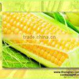 Bulk Canned Sweet Corn, Good Price thumbnail-1
