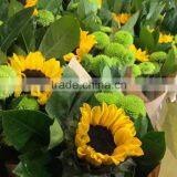 Fresh Cut Sunflower Helianthus Annuus thumbnail-2