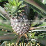 Best Vietnamese Canned Pineapple in Syrup by HAGIMEX - Visit Our Website Www.hagimex.com thumbnail-4