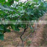 Drip Irrigation Pipe Price thumbnail-5
