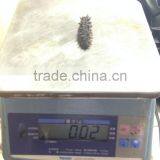 Dried Sea Cucumber/ Dried Salted Sea Cucumeber thumbnail-6