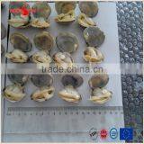 Vacuum -packed Short Necked Clam in Shell thumbnail-5