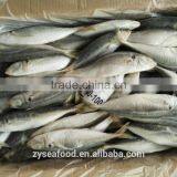 Fresh Bulk Sell Sea Frozen Horse Mackerel for Market thumbnail-1