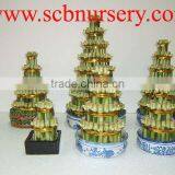Lucky Bamboo Tower Bonsai Nursery Supplier thumbnail-1