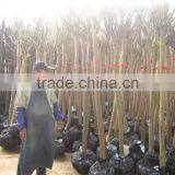 Lagerstroemia Indica Trunk Height 1.7-2.2m thumbnail-4