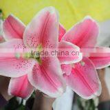 Best Selling Flower Adorable Fresh Cut Lily Mother's Day Gift Natural Lily From Yunnan thumbnail-1