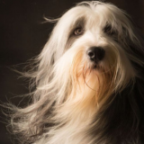 Shampoos for Dogs Wholesale Dog Shampoo thumbnail-4