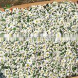 Organic Dried Purple Chrysanthemum Herbal Tea thumbnail-6