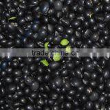 2014 Crop Black Soya Beans, Black SoyBeans Yellow/Green Kernels thumbnail-2