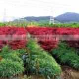 Acer Rubrum /Chinese Maple /Acerpalmatum/Japanese Maple Tree Seeds for Planting thumbnail-4
