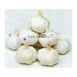 Kosher-High Quality Garlic Extract-Odorless Garlic Oil thumbnail-1