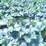 Delicious Pumpkin Seeds With Shell 9-11mm thumbnail-3