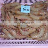 HOSO Sea White Shrimps thumbnail-1
