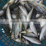 Frozen Fresh W/R Horse Mackerel thumbnail-1