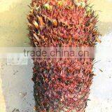 Cycas Revoluta 60cm Trunk thumbnail-1