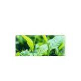 Green Tea Extract thumbnail-1